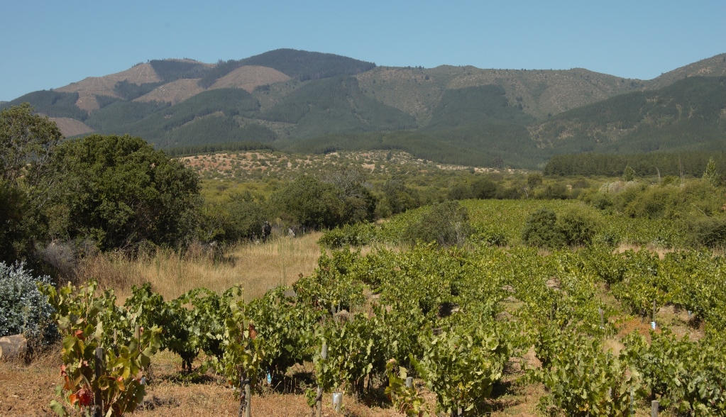 Bush-trained, dry-farmed old Carignan vines at Miguel Torres' Huerta de Maule vineyard