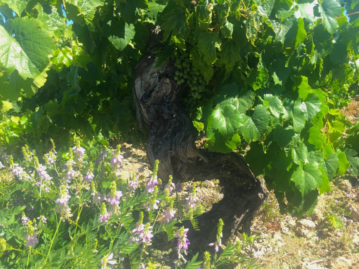 Maule terroir, climate, soils, vineyards