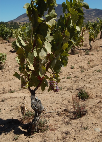 Very small dry-farmed vine