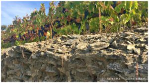 Douro wine guide the vineyards