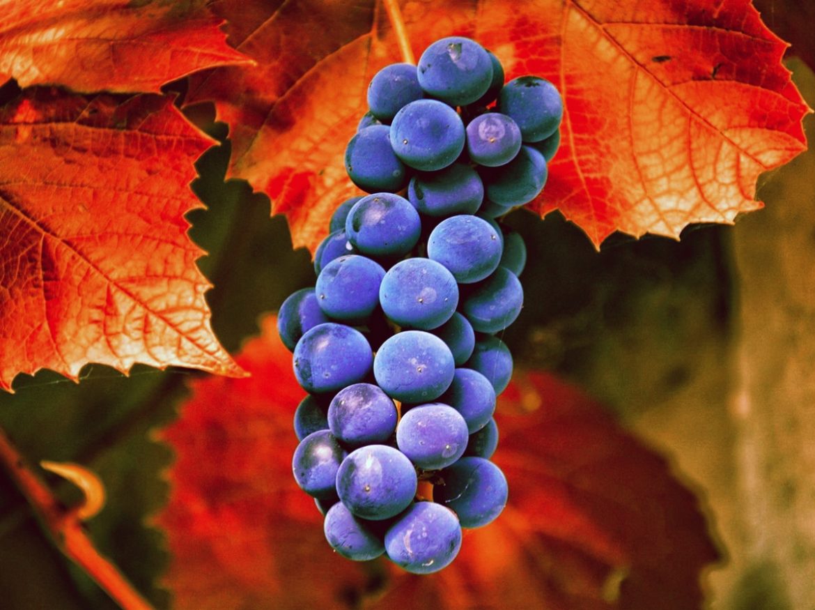 Carménère Chile wine variety