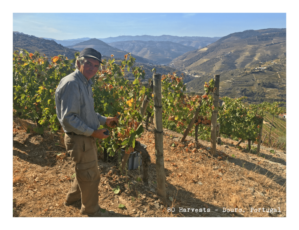 Douro study guide wine fast facts