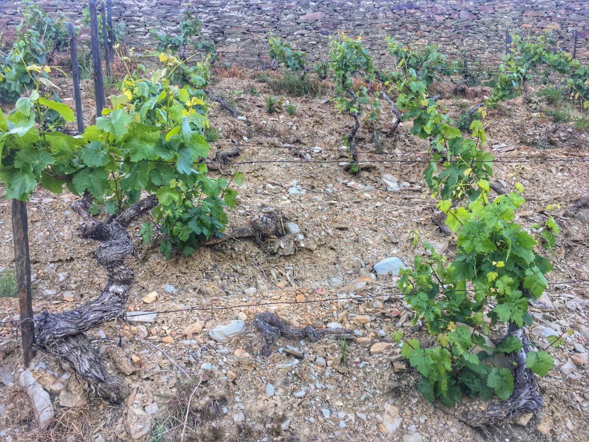 Douro schist and old vines in the douro