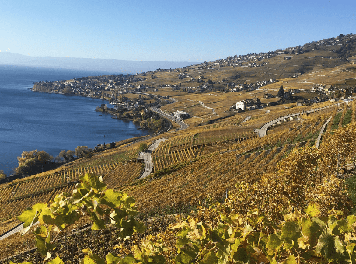 Swiss wine, Lavaux wine region, Chasselas, 80 Harvests