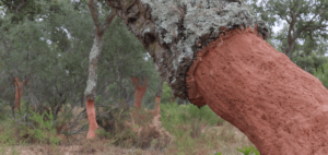 How cork is made: a guide to wine corks and how wine corks are made