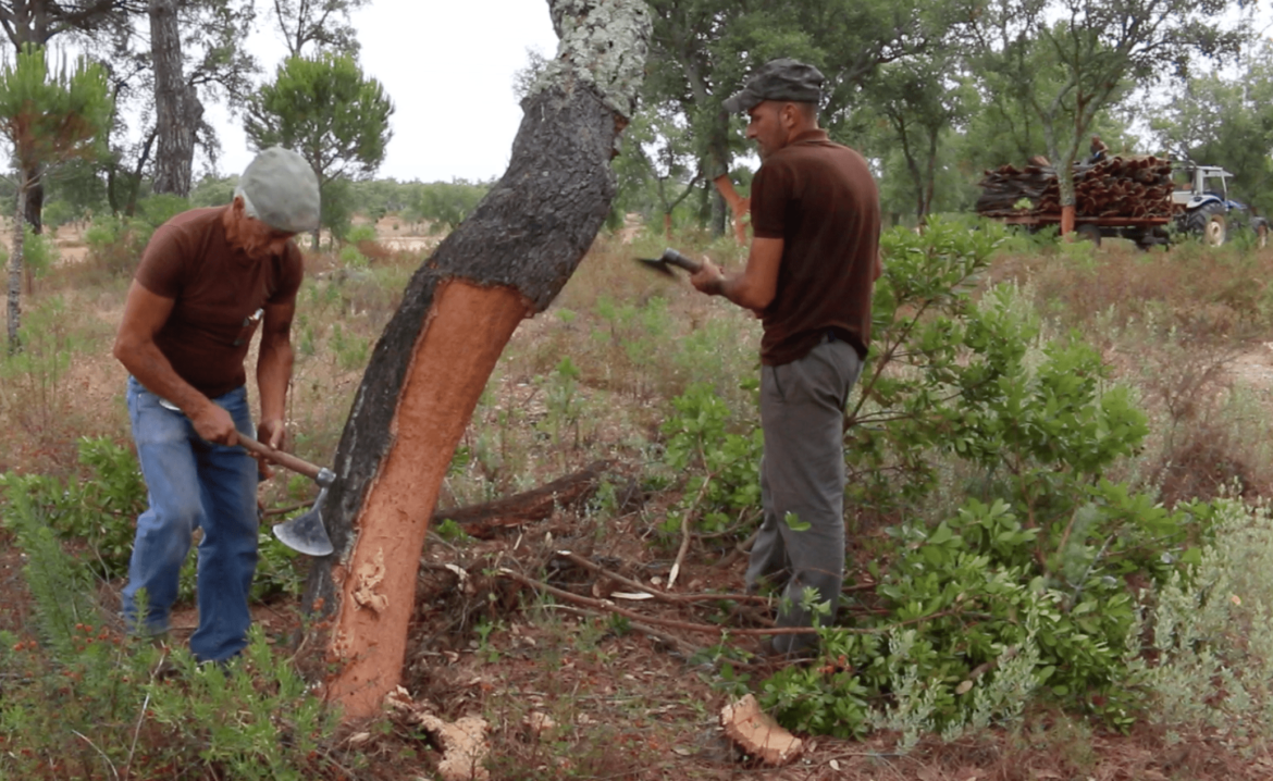 wine cork production, wine corks, how are wine corks made