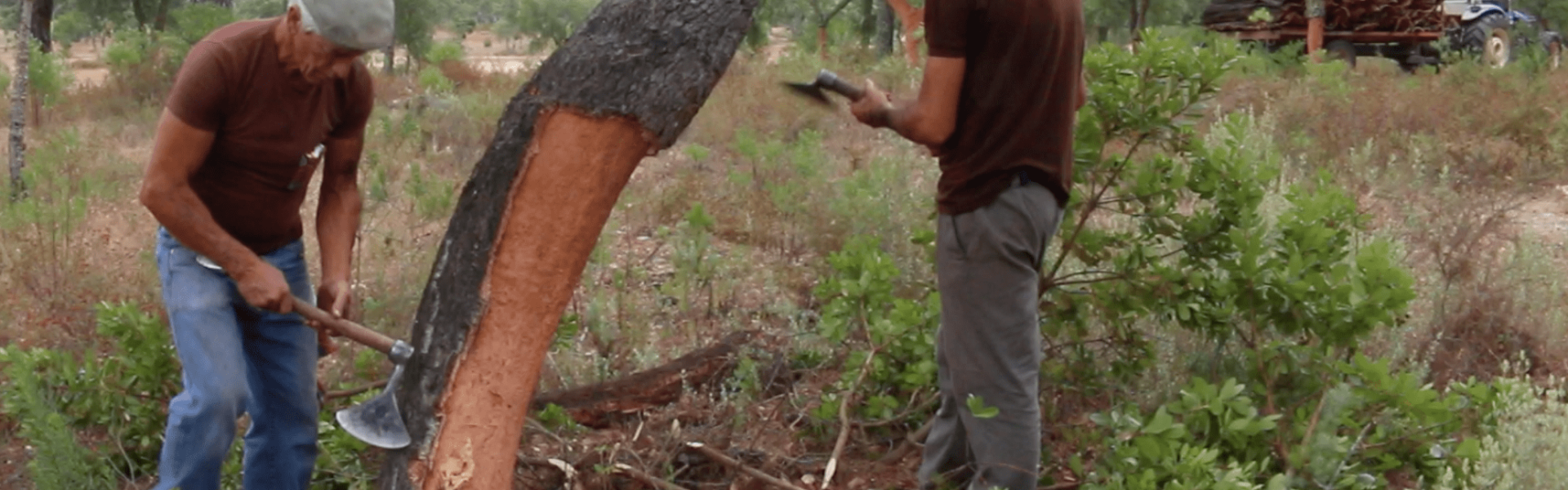 wine cork production, wine corks, how are wine corks made