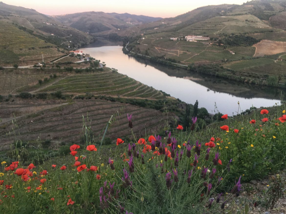 extreme terroir: the new douro wines