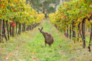 Kangaroo in a vineyard