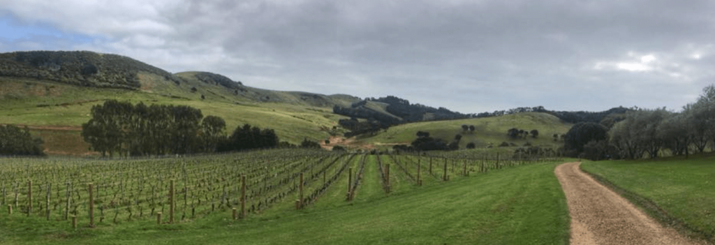 Waiheke wine production New Zealand
