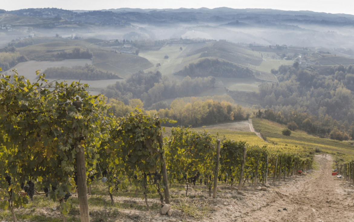 A guide to Dolcetto wine: Piedmont's underestimated, underdog