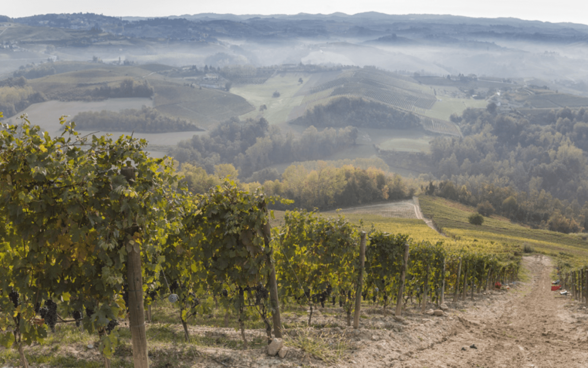 Dolcetto Piedmont wine guide
