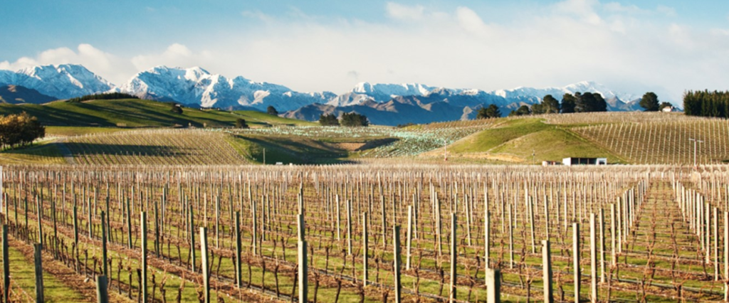 Marlborough wine region guide, Sauvignon Blanc in New Zealand