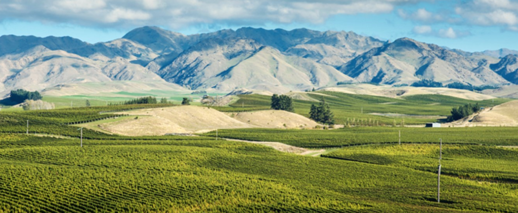 Marlborough climate and soil for wine growing