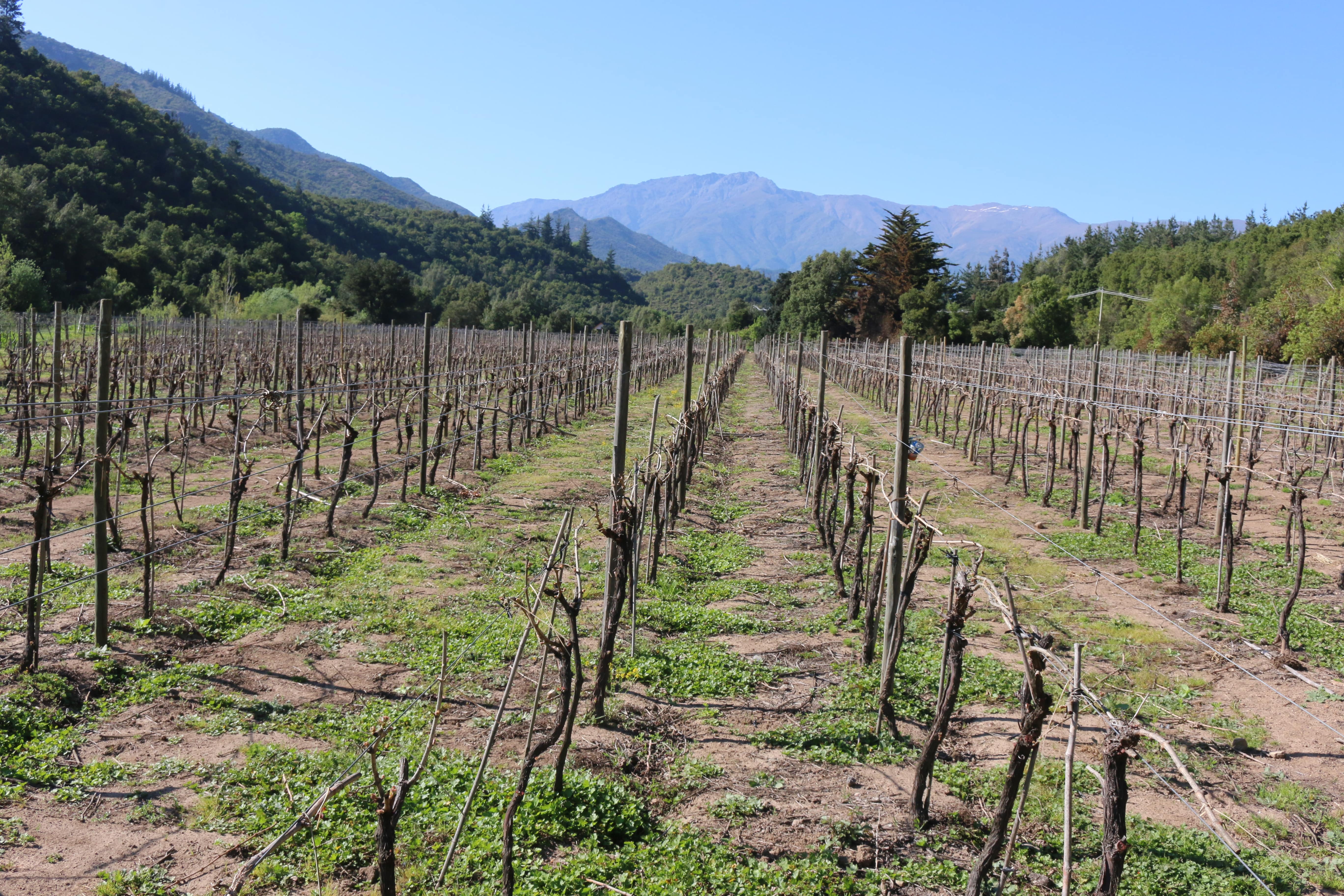 Mountain vineyards in Colchagua Andes