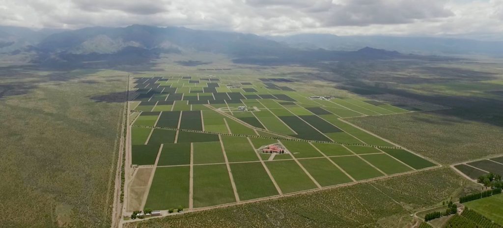 Clos de los Siete vineyard in the summer