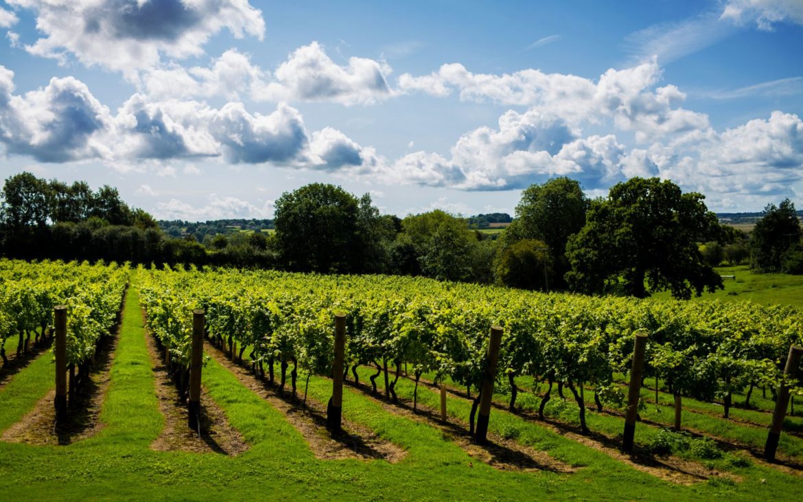 Chapel Down vineyard in Kent, English wine