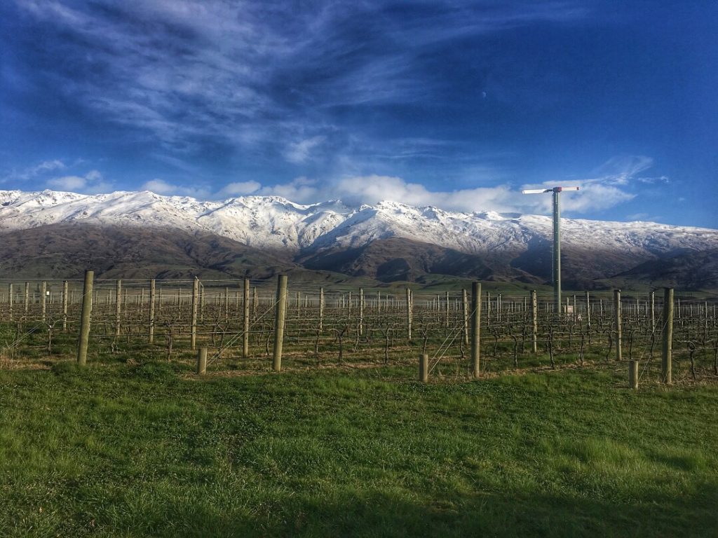 Central Otago wines New Zealand, photo by Amanda Barnes
