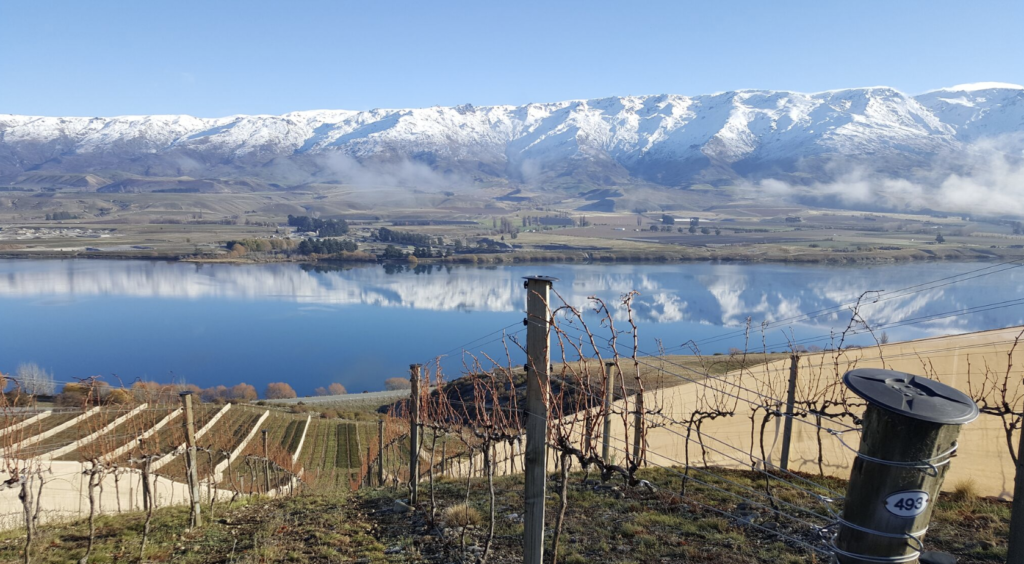 Central Otago Pinot Noir, cool climate