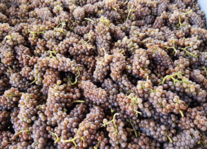 Pinot Gris Central Otago wine region guide