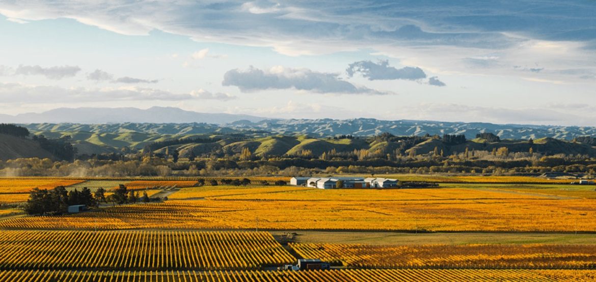 Craggy Range Le Sol Gimblett Gravels Syrah vineyard