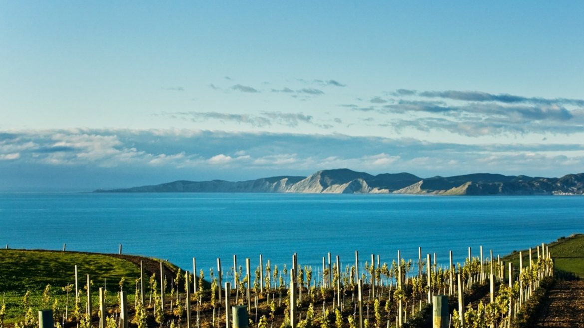 Marlborough Sauvignon Blanc wine region guide