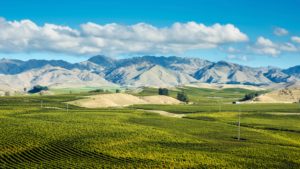 Marlborough Sauvignon Blanc guide