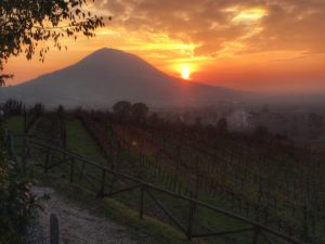 Recommended wines from colli euganei