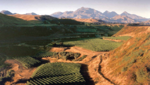 Nautilus Clive Jones interview about sub-regions of Marlborough Valley and Marlborough Sauvignon Blanc