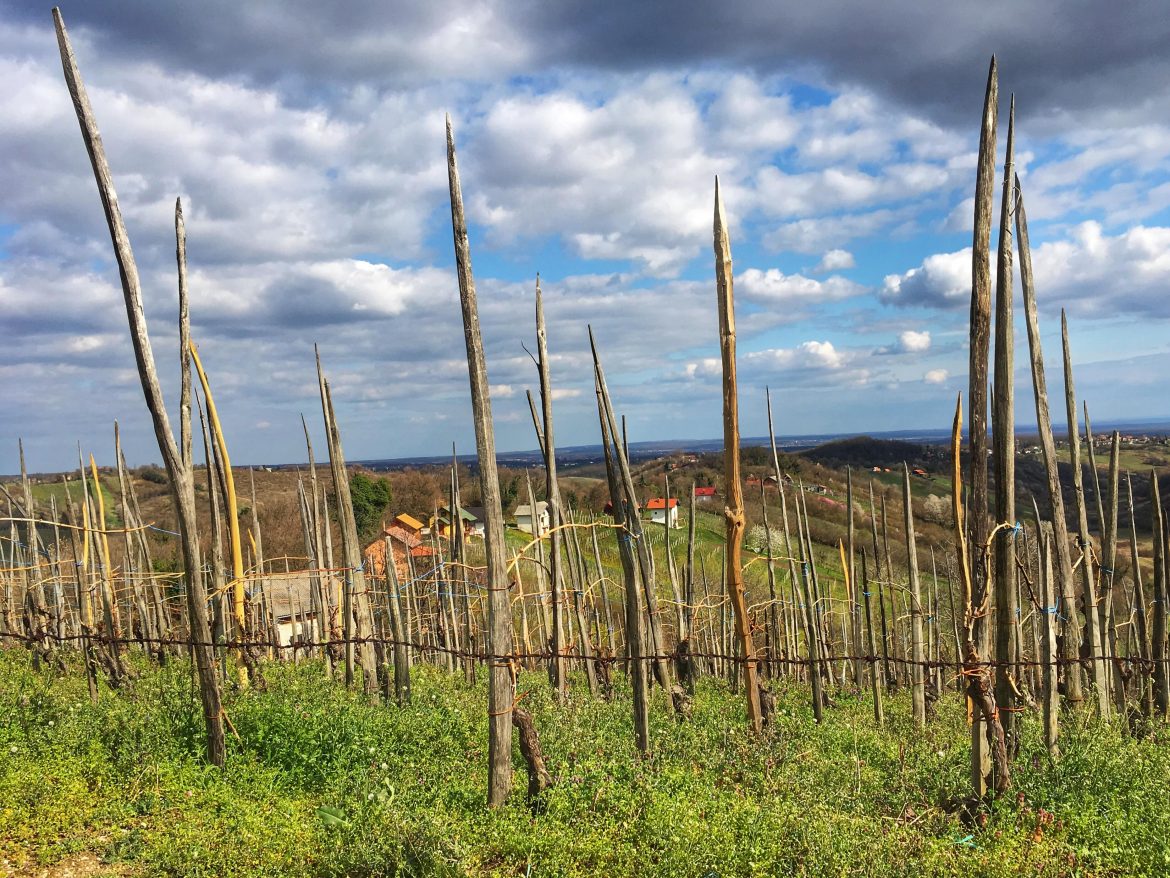 Wine regions in croatia