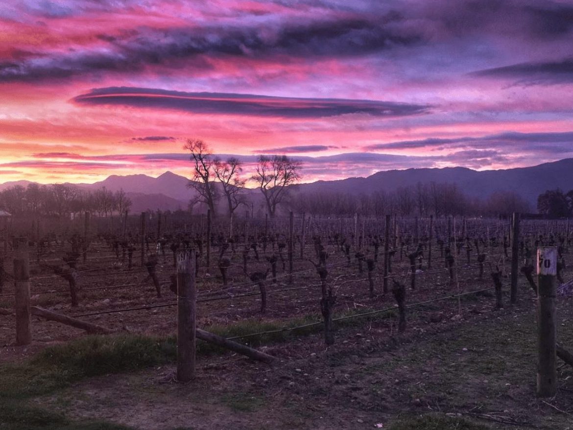 WSET diploma study guide for New Zealand wine regions