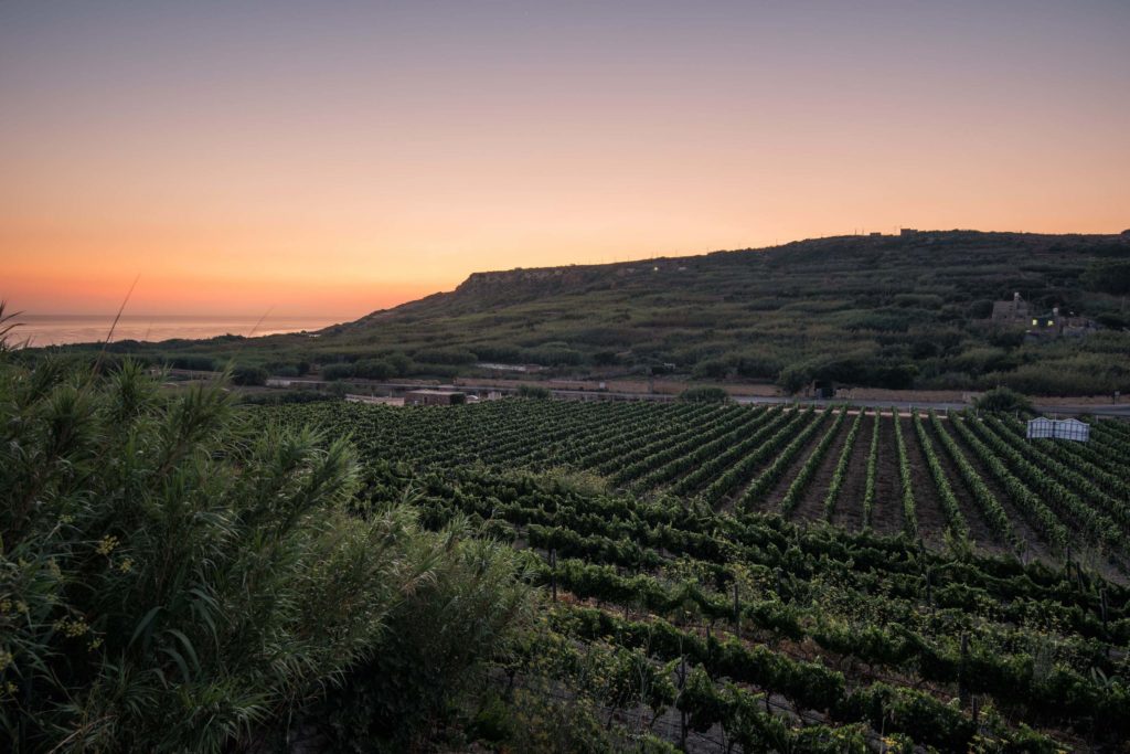 Wines in Gozo and Malta