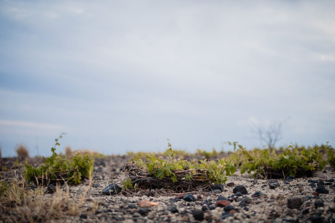 Gavalas vineyard in Santorini