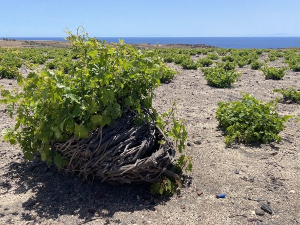the basket vines and kouloura formation of vines in Santorini