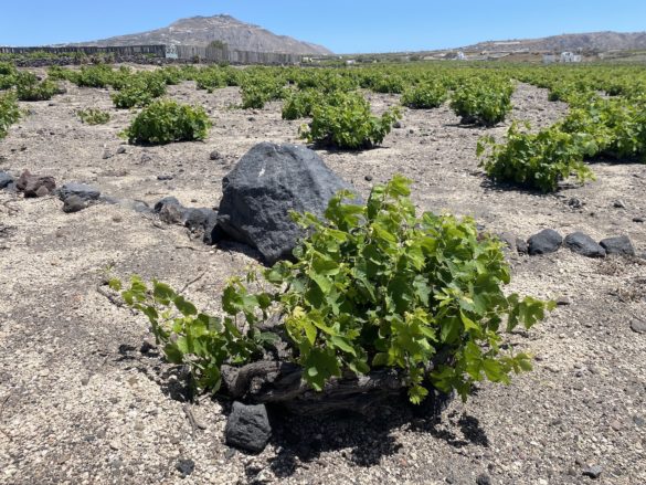 the basket vines and kouloura formation of vines in Santorini, wines of Santorini, Assyrtiko